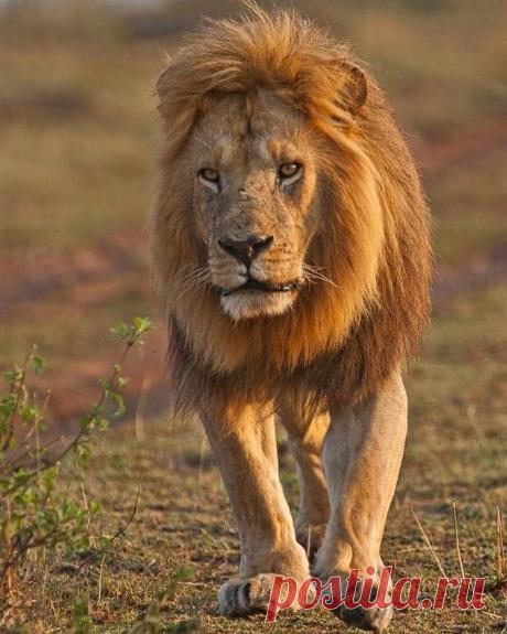 Смешная дикая природа