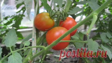 Выращивание овощей на своем огороде