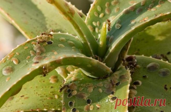 Как избавиться от щитовки на комнатных цветах в домашних условиях Особенности щитовкиЩитовка относится к группе вредителей комнатных растений. Насекомое имеет вид плоской тли, отличается подвижностью. Из-за мелких размеров на ранней стадии её сложно заметить. Этот ф...