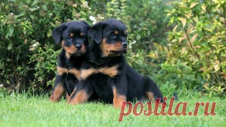 Ротвейлер (36 фото)