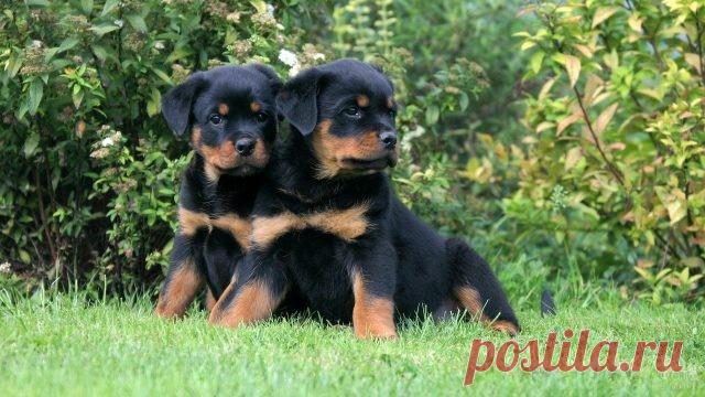 Ротвейлер (36 фото)