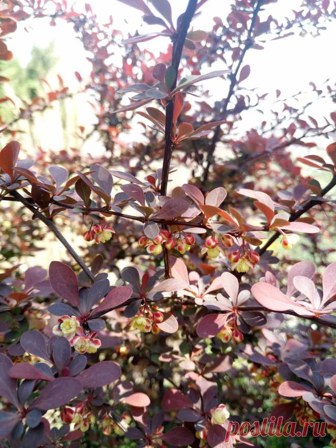 Барбарис Тунберга "Арлекин" (Berberis thunbergii "Harlequin")