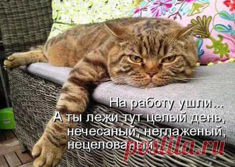 Ах эти кошки!!!!!!!!!!!!!!!!!!
Татьяна Загребнева