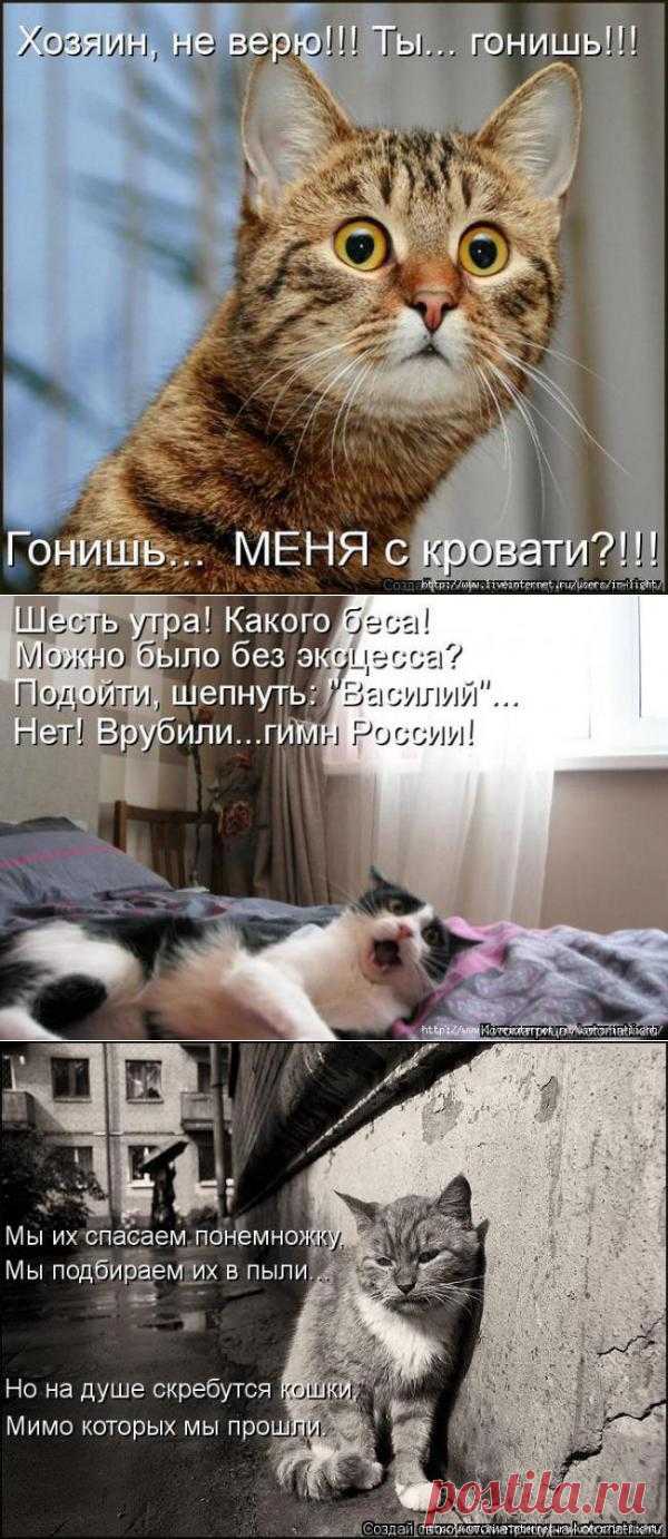 ЗАРЯЖАЕМСЯ ПОЗИТИВОМ... | Kote.Rjaka.com
