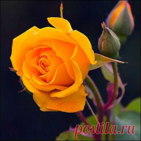 розы