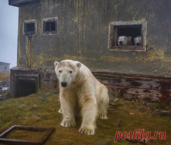 Дикие животные и подводный мир на снимках Дмитрия Коха