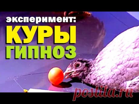 Галилео. Эксперимент. Куры. Гипноз