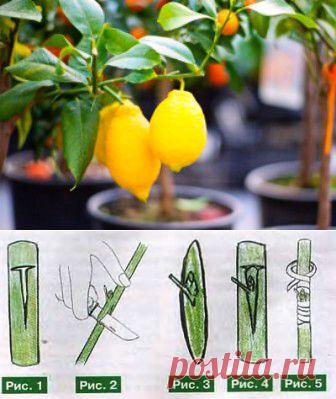 (+1) тема - Как привить лимон, чтобы максимально ускорить его плодоношение | 6 соток