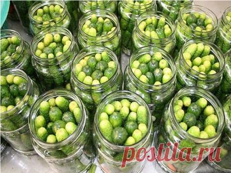 ЖАРЕНЫЙ КАРТОФЕЛЬ ПО-ОДЕССКИ! САМЫЙ ПРОСТОЙ И ДОСТУПНЫЙ СПОСОБ! ПОПРОБУЙТЕ И УБЕДИТЕСЬ САМИ! : МАРИНОВАННЫЕ ОГУРЦЫ «ПО-ДЕТСКИ»