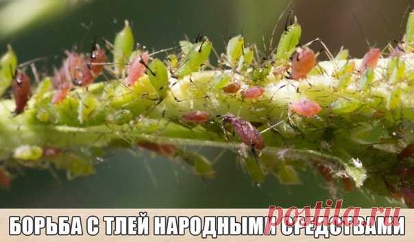 Тля питается соком преимущественно молодых листьев и ветвей, поскольку проткнуть своим хоботком жесткую листовую пластину она не способна. Если мы будем обрабатывать молодые растения агрессивными химическими средствами, то рискуем повредить нежные побеги. Поэтому лучше обратиться к проверенным временем народным методам борьбы с тлей.
* Вода
Используйте обычную воду, если вам нужно избавиться от тли на растениях с плотными, жесткими листьями. Водой орошают кусты и высокорос...