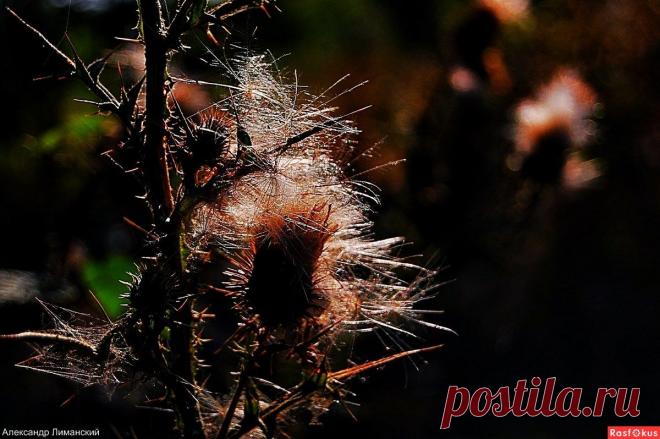 Фото: Осенний этюд. Фотограф Александр Лиманский. Природа - Фото и фотограф на Расфокусе.