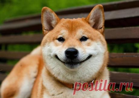 Чудесные собаки породы сиба-ину