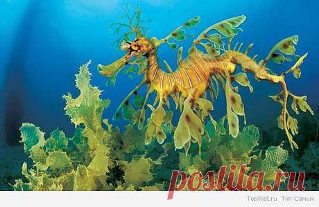 Лиственный морской дракон – встречается около берегов Австралии. Его ближайшим родственником является морской конек. Драконы предпочитают нежиться в теплом мелководье. От других эта рыба отличается наличием отростков на голове и теле, которые напоминают листья водорослей, что, как вы понимаете, незаменимо для маскировки. Плавники у этой рыбы совершенно прозрачные. Вырастает морской дракон до  45см. Он изображен на эмблеме штата Ю.Австралия.