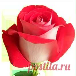 Latin Lady - Розы двухцветные - Розы