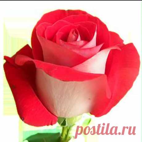 Latin Lady - Розы двухцветные - Розы