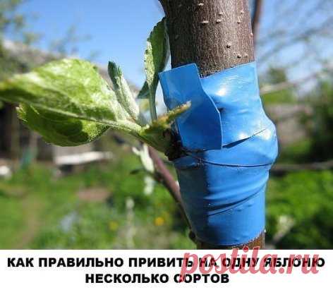 КАК ПРАВИЛЬНО ПРИВИТЬ НА ОДНУ ЯБЛОНЮ НЕСКОЛЬКО СОРТОВ (советы агронома)