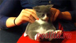 Новое видео с животными - Cмотреть смешное видео, подборки неудач, видео приколы, играть флэш игры онлайн, просматривать смешные и интересные картинки абсолютно бесплатно