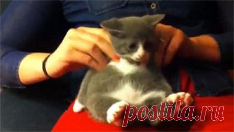 Новое видео с животными - Cмотреть смешное видео, подборки неудач, видео приколы, играть флэш игры онлайн, просматривать смешные и интересные картинки абсолютно бесплатно