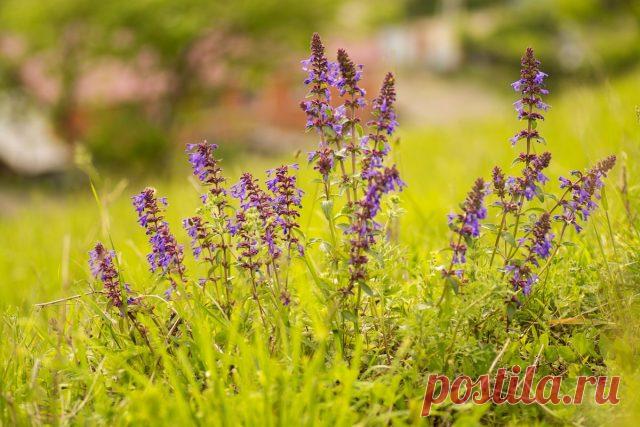 Змееголовник — незаменимое растение для аптекарской грядки