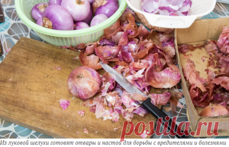 Подкормки из луковой шелухи