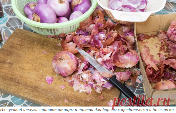 Подкормки из луковой шелухи