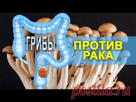8 ЦЕЛЕБНЫХ ГРИБОВ ПРОТИВ РАКА