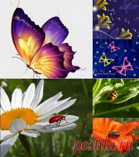 38 карточек в коллекции «Бабочки» пользователя Miss-Elvira-Nikolaeva в Яндекс.Коллекциях