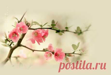 84062945_rekurkeo.jpg (Изображение JPEG, 1400 × 950 пикселов)