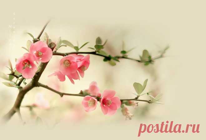 84062945_rekurkeo.jpg (Изображение JPEG, 1400 × 950 пикселов)