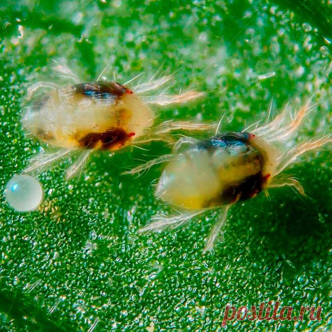 Вредитель комнатных растений Паутинный клещ. Внешние признаки поражения: изменение окраски, «мраморность» листьев с последующим обесцвечиванием и массовым опадением, образование белых крапин на обратной стороне листовых пластинок, увядание, высыхание и отмирание листьев, наличие паутины на них. Присутствие паутинных клещей, к сожалению, обнаруживают тогда, когда уже появляется характерная тонкая паутинка, оплетающая листочки и цветки, что означает сильное повреждение растения.