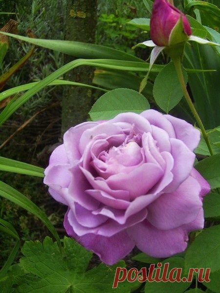 Хранение саженцев роз до посадки / розы / 7dach.ru