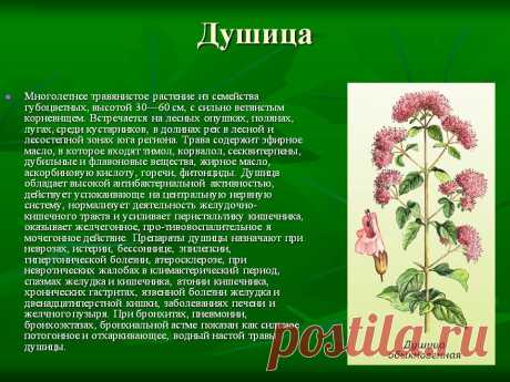 Душица