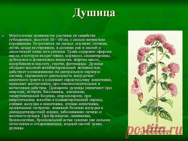 Душица