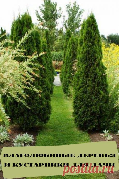 влаголюбивые деревья и кустарники для дачи