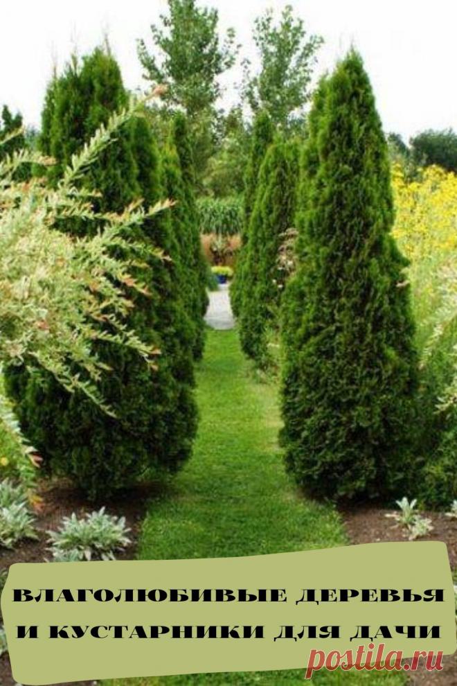 влаголюбивые деревья и кустарники для дачи