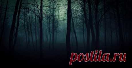 Наш рейтинг лесов, вселяющих страх благодаря удивительным аномалиям, зловещим слухам, пугающим легендам и опасным обитателям.