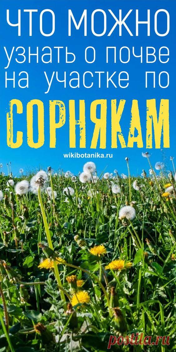 Как по сорным растениям определить кислотность почвы, ее плодородность, наличие микроэлементов и другие характеристики. #почва #сорняки #растения #дача #сад #огород