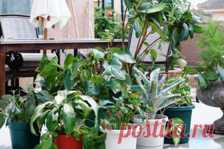 Подкормка комнатных растений