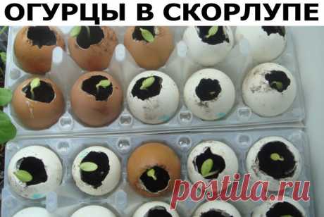 Семена огурцов порой плохо всходят или вообще не прорастают, рассада не очень хорошо переносит пересадку, да и с поиском стаканчиков всегда проблемы. Я высеваю семена огурцов в яичную скорлупу. Делаю это в конце апреля-начале мая.

Что понадобится ?
Семена огурцов
Грунт
Яичная скорлупа
Поддоны из-под яиц
Пленка

Что делать:
1. В яичную скорлупу (она должна быть хорошо просушена) насыпаю подготовленную землю, укладываю по 2-3 семечка и присыпаю на 1 -2 см рыхлой землей. Уст...