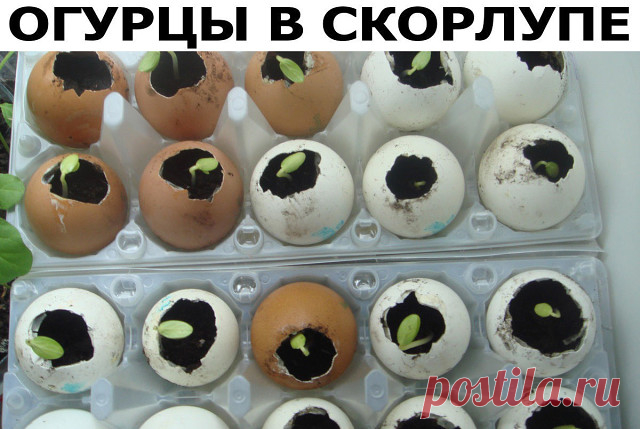 Семена огурцов порой плохо всходят или вообще не прорастают, рассада не очень хорошо переносит пересадку, да и с поиском стаканчиков всегда проблемы. Я высеваю семена огурцов в яичную скорлупу. Делаю это в конце апреля-начале мая.

Что понадобится ?
Семена огурцов
Грунт
Яичная скорлупа
Поддоны из-под яиц
Пленка

Что делать:
1. В яичную скорлупу (она должна быть хорошо просушена) насыпаю подготовленную землю, укладываю по 2-3 семечка и присыпаю на 1 -2 см рыхлой землей. Уст...