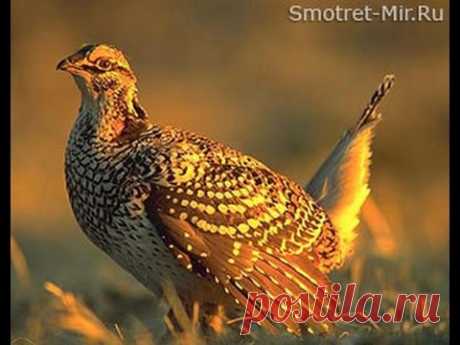 Какие птицы живут в лесу. Учим голоса и названия птиц. Презентация клип птицы леса