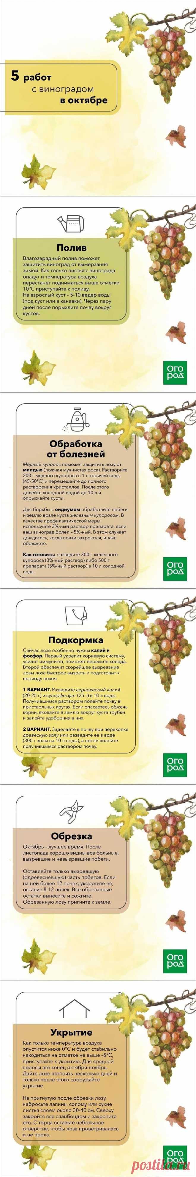 5 работ с виноградом в октябре