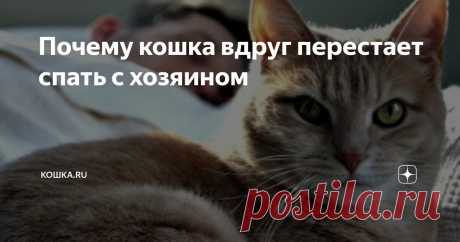 Почему кошка вдруг перестает спать с хозяином Статья автора «Кошка.ru» в Дзене ✍:  Самое приятное для любого кошатника – это засыпать в обнимку со своим котиком.
