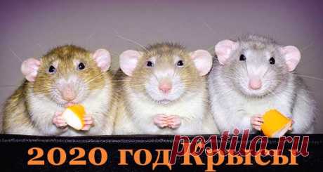 Новый 2020 год, когда наступает по восточному календарю