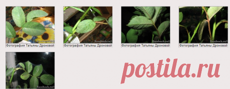 Вредители и болезни - фотоопределитель :: Энциклопедия роз