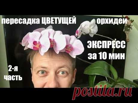 пересадка ЦВЕТУЩЕЙ ОРХИДЕИ фаленопсис