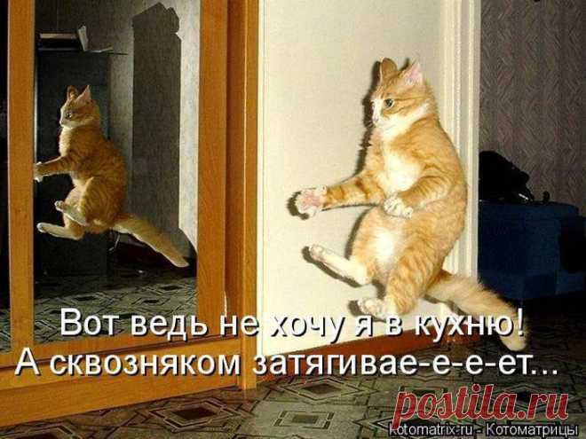 Ведьмочка полетела | KotoMail.ru