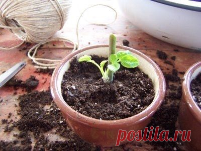 Как вырастить розу из срезанного цветка - Садоводка