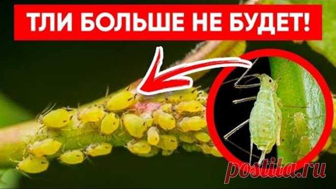 ТЛЯ БОИТСЯ ЭТОГО СИЛЬНЕЕ ОГНЯ! Супер Лучшее Средство от Тли Без Химии!