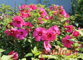 ГИБИСКУСЫ ТРАВЯНИСТЫЕ(КОРНИ)..Раздел будет пополнятся до середины августа . - № 18